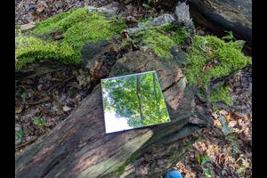 Aktionstag: Tag des Baumes - Erlebnisführung mit Jasmin Neelmeier-Sangnier vom BUND Hofheim